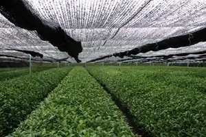 Covering tea field